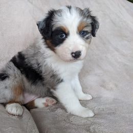 Australian Shepherd Puppies from Wray Aussies