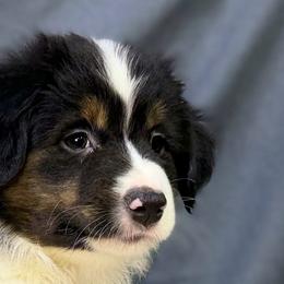 Dolly - Black tri female Miniature American Shepherd puppy in Clinton, Missouri from Mockingbirds American Minis