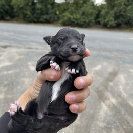 Poodle Puppies from Fluffy Doodle Farms