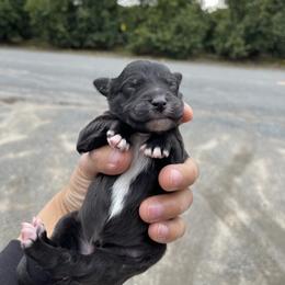 Poodle Puppies from Fluffy Doodle Farms