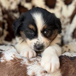 Apple Cider - Black tri-color female Australian Shepherd puppy in Wayne, West Virginia from Creek Side Aussies & Doodles