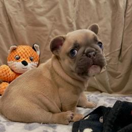Sola - Blue fawn female French Bulldog puppy in Willis, Texas from Grandiose Frenchies