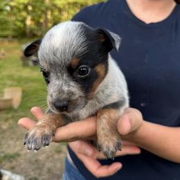 Girl 3 - Blue speckled female Australian Cattle Dog puppy in Cottage Grove, Oregon from Heirloom Ranch