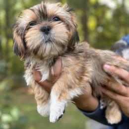Zeus - Chocolate and tan male Shih Tzu puppy in Chattanooga, Tennessee from Joyfull Pals