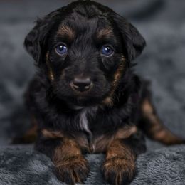 Joy - Black phantom female Aussiedoodle puppy in Casa, Arkansas from Blue Diamond Puppies