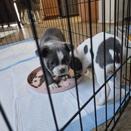 Boston Terrier Puppies from Aronow pups