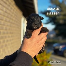 Fassel - Black and red male German Shepherd puppy in Hesperia, California from Von Geesa