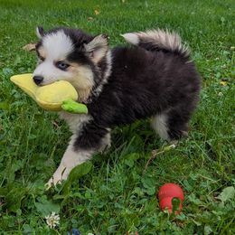 MxE G1 - Black and white female Pomsky puppy in Charlotte, Michigan from Moore Pomskies
