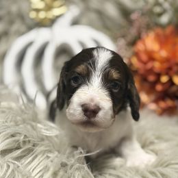 Kit-kat - Piebald male Dachshund puppy in Kingston, Michigan from Teenie Little Hearts
