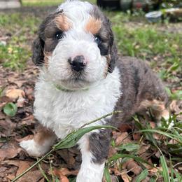 Green collar - Blue merle male Aussiedoodle puppy in Melrose, Florida from Howdilly Doodley