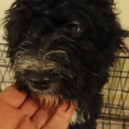 Jellybean - Black female Cavapoo puppy in East Providence, Rhode Island from Marta's Cavaliers