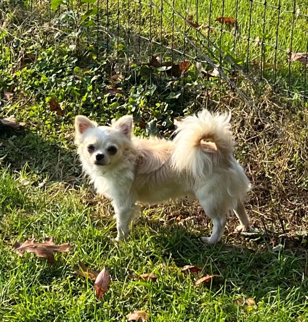 AKC Champion Razzle