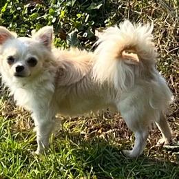 AKC CH Razzle - Chihuahua