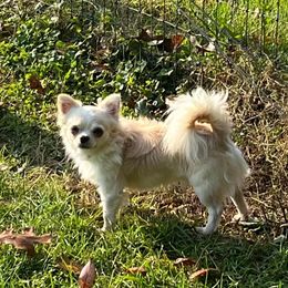 AKC CH Razzle - Chihuahua