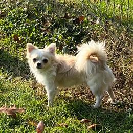 AKC CH Razzle - Chihuahua