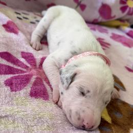 Rosey - White and liver brown female Dalmatian puppy in Hastings, Florida from Love My Spotty Dalmatians