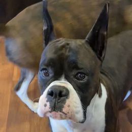 Tatum - Boxer