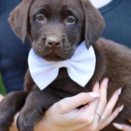 Jane - Chocolate female Labrador Retriever puppy in Ocala, Florida from Moon river Labradors