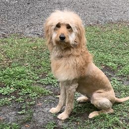 Beagles, Bernedoodles, and Goldendoodles from Deep Creek Beagles and Doodles