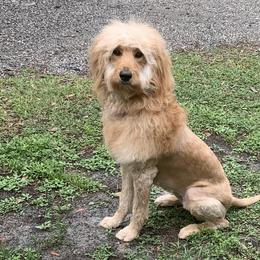 Beagles, Bernedoodles, and Goldendoodles from Deep Creek Beagles and Doodles