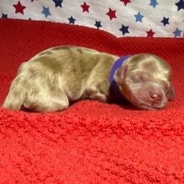 MWF2 - Dapple female Dachshund puppy in Carthage, Texas from Rafter C Ranch Doxies