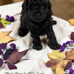 Extremely playful solid black AKC toy male from tested parents SHOW POTENTIAL - Black male Poodle puppy in Emmaus, Pennsylvania from KC Poodles of PA