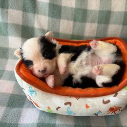 6 - Black and tan female Pembroke Welsh Corgi puppy in Boyd, Texas from Barker's Corgis