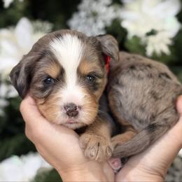 Zara  - red collar female - Tri-color female Bernedoodle puppy in Yuciapa, California from AlltheDoodlez_