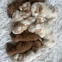 Goldendoodle puppies from Still Water Puppies