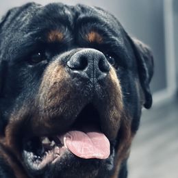 Rottweilers from Ride or Die Rottweilers