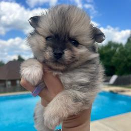 Chewy - Tri-colored male Pomeranian puppy in Hernando, Mississippi from The Pom Squad
