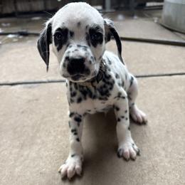 Franklin Jonas - White and black male Dalmatian puppy in Fort Cavasos, Texas from Mainstreet Dalmation