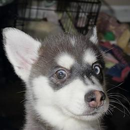 Girl orange collar - Black and white female Pomsky puppy in Leesburg, Virginia from Capital Pomsky