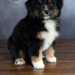 Bijou - Black tri-color male Australian Shepherd puppy in Fultonville, New York from Sandy Aussies & Pomeranians