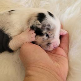 Joy - Blue merle female Australian Shepherd puppy in Bangs, Texas from Red Wagon Aussies