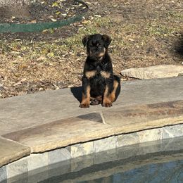 Rottweiler Puppies from Woods AKC Rottweiler
