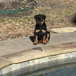 Rottweiler Puppies from Woods AKC Rottweiler