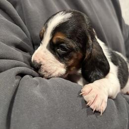 Girl 1 - Black brown and white female Basset Hound puppy in Noblesville, Indiana from Russell Bassets