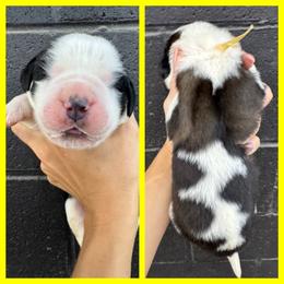 Yellow - Mahogany and white female Saint Bernard puppy in Ladysmith, Wisconsin from Northwoods Saint Bernards