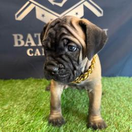 Girl 7 - Gray and fawn female Cane Corso puppy in Celina,Tx, Texas from Battalion Cane Corso