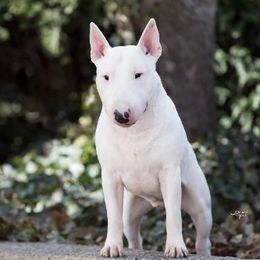 Zero - Miniature Bull Terrier
