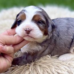 Golden (pink collar) - Blue merle female Bernedoodle puppy in Colorado Springs, Colorado from Mercy Mountain Bernedoodles