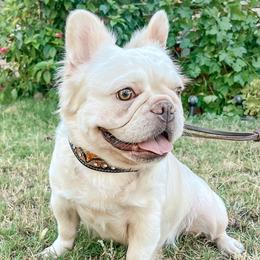 Brulee - French Bulldog