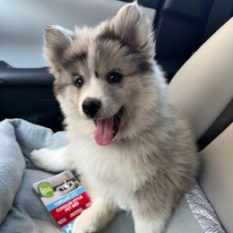 Pomskies from Natomas Pomsky