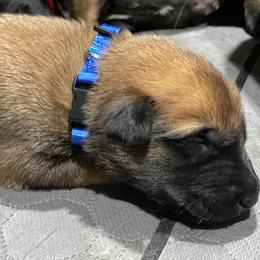 Belgian Malinois and German Shepherd Puppies from Madhouse’s Belgian Malinois and German Shepherds