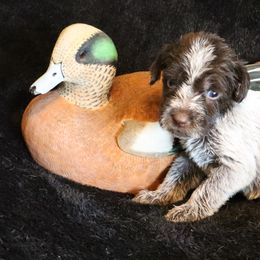 Girl 1 - Brown and gray female Wirehaired Pointing Griffon puppy in Afton, Wisconsin from Daehler's Wirehaired Pointing Griffons