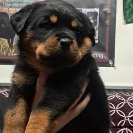 Girl 2 - Black and mahogany female Rottweiler puppy in De Witt, Iowa from Irish Eyes Kennels