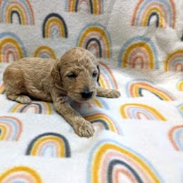 Aussiedoodle, Australian Shepherd, Bernedoodle, Cockapoo, and Poodle Puppies from Sis' Doodles & Poodles