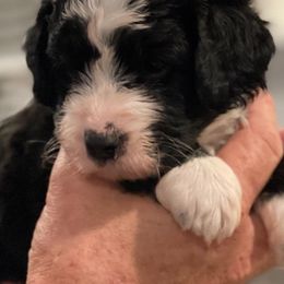 Bernedoodles from FM Berners