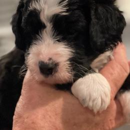 Bernedoodles from FM Berners